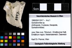 Foto (Objekt + Etiketten) von Goniodromites sp. 